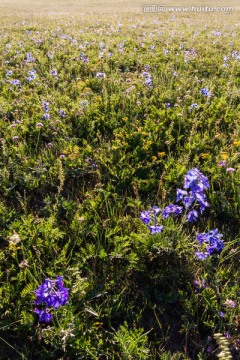 辉腾锡勒草原的野花