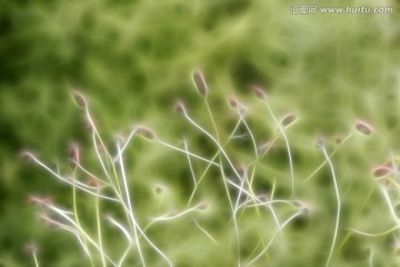 抽象植物底纹 电脑画