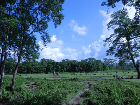 尼泊尔亚热带森林草原