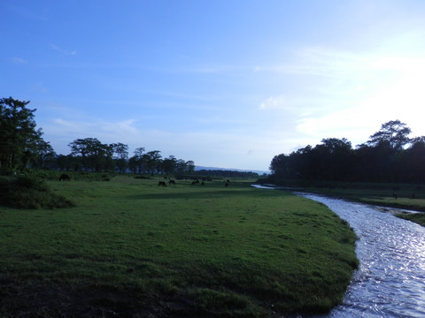 亚热带森林草原湿地