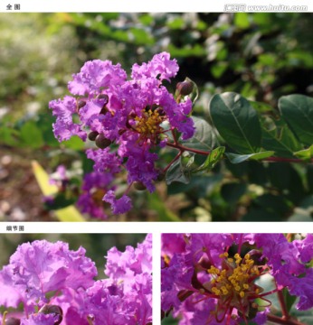 紫薇花