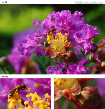 紫薇与蜂儿