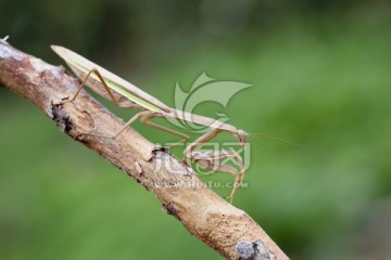 螳螂 昆虫