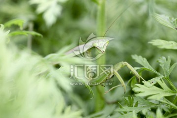 螳螂 昆虫 草丛中的螳螂