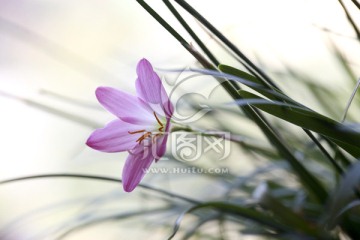 韭兰花 风雨兰 清新花卉