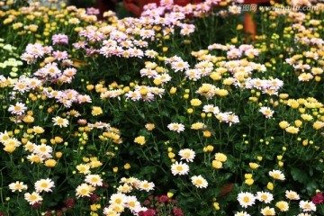 菊花