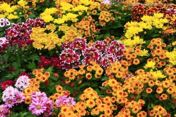 菊花
