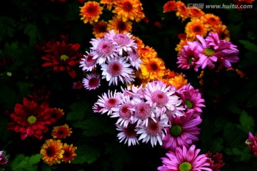 菊花