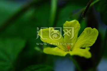 苦瓜花