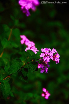 繁花