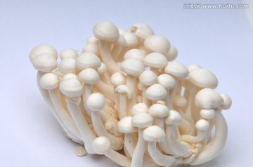 白色蘑菇特写