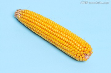 玉米