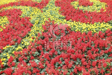 节日花坛 花卉背景