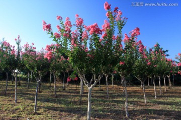 鲜花盛开