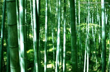 竹林