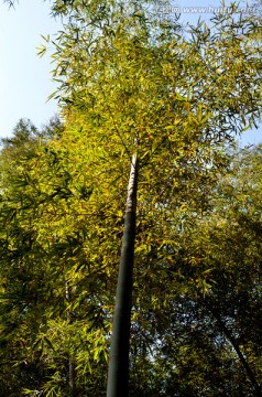 竹林