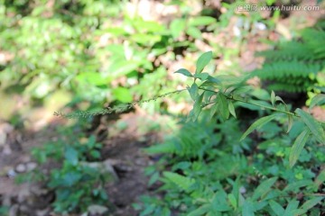 雁荡山