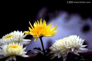 菊花
