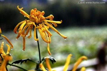 菊花