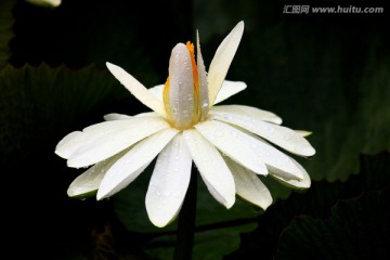 王莲