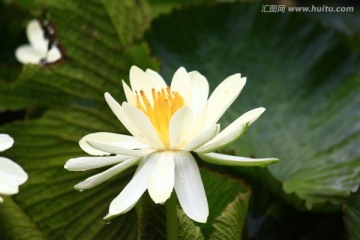 王莲