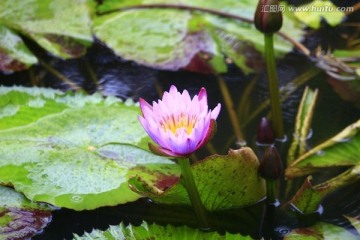 王莲