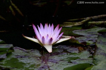 王莲