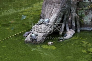 池中乌龟