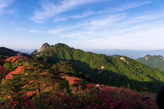 杜鹃