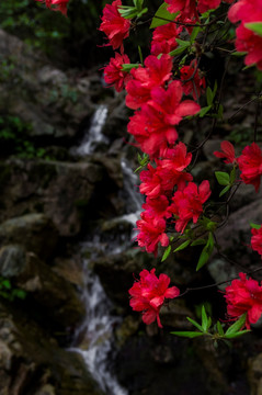 杜鹃花