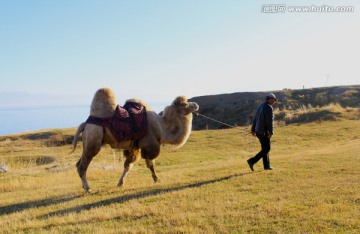 骆驼