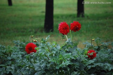 大丽花