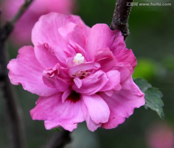 盛开的粉红色木槿花