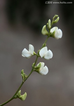 梅豆角的花