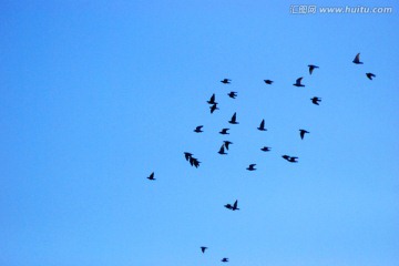 鸽子 群鸽 天空 蓝天
