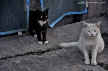 一对黑白猫