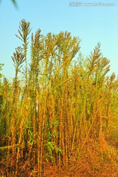 花草 果实 可放大素材