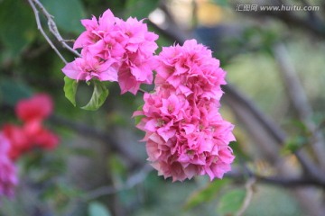 束花粉色 三角梅