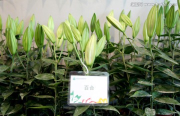 北京园博园的百合花