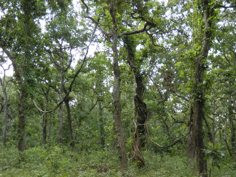 尼泊尔亚热带雨林
