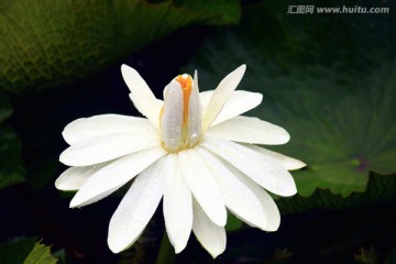 王莲