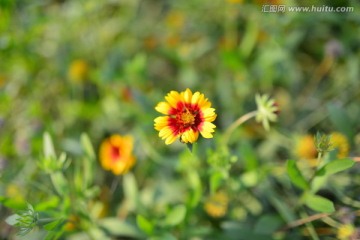 向阳花 高清