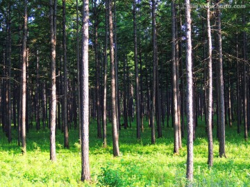 松树林