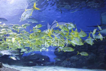 海洋馆 海鱼 热带鱼