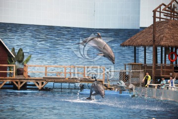 海豚表演 海洋馆