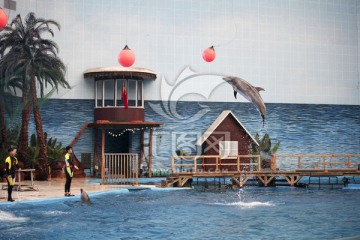 海豚表演 海洋馆