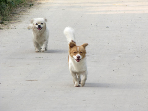 两只小狗在路上