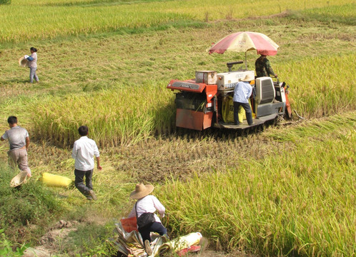 农机收割水稻