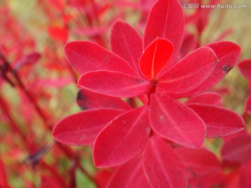 香格里拉的狼毒花