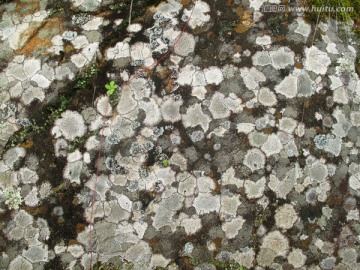 岩石斑花